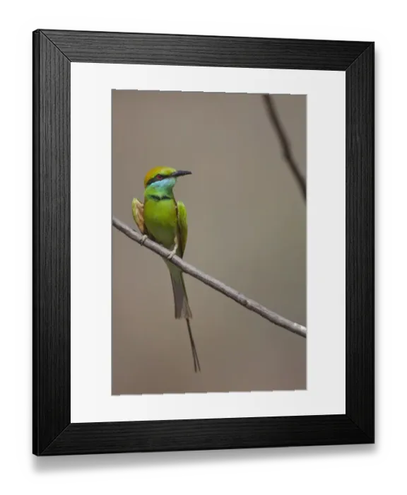 Framed Print : Little Green Bee-eater (Merops orientalis) adult, perched on twig, Kanha N. P. Madhya Pradesh, India Framed Print : Little Green Bee-eater (Merops orientalis) adult, perched on twig, Kanha N. P. Madhya Pradesh, India