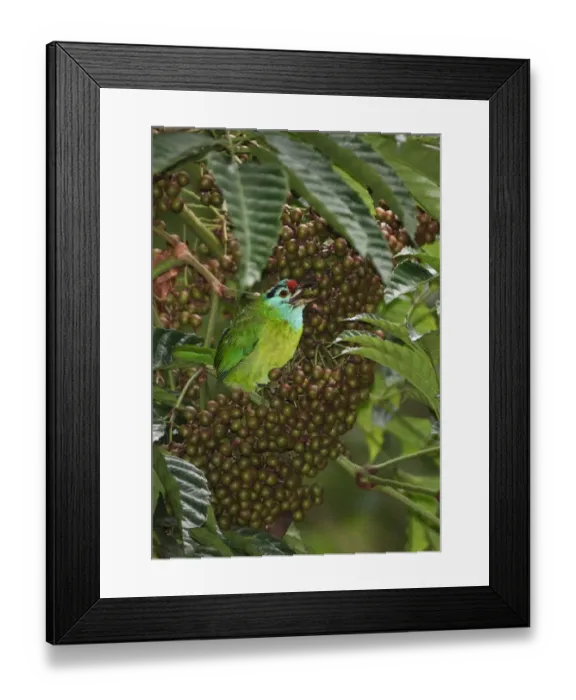 Framed Print : Blue-throated Barbet (Megalaima asiatica davisoni) adult, feeding on fruit in tree, Kaeng Krachan N. P. Thailand, november Framed Print : Blue-throated Barbet (Megalaima asiatica davisoni) adult, feeding on fruit in tree, Kaeng Krachan N. P. Thailand, november