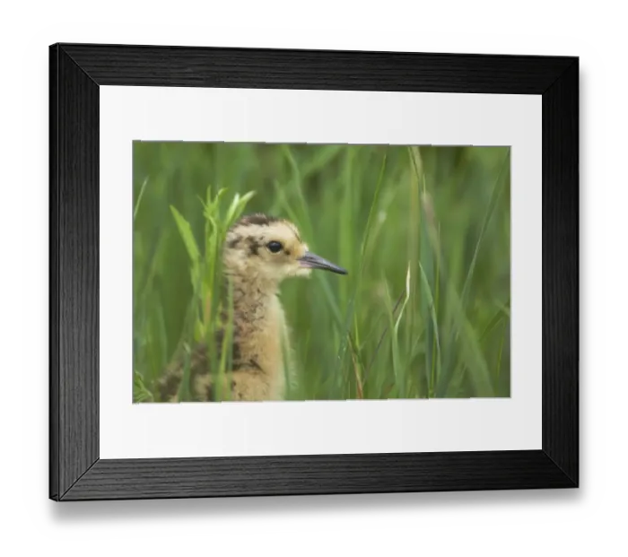 Framed Print : Eurasian Curlew (Numenius arquata) chick, close-up of head and neck, amongst long grass, Oulu Region, Finland Framed Print : Eurasian Curlew (Numenius arquata) chick, close-up of head and neck, amongst long grass, Oulu Region, Finland