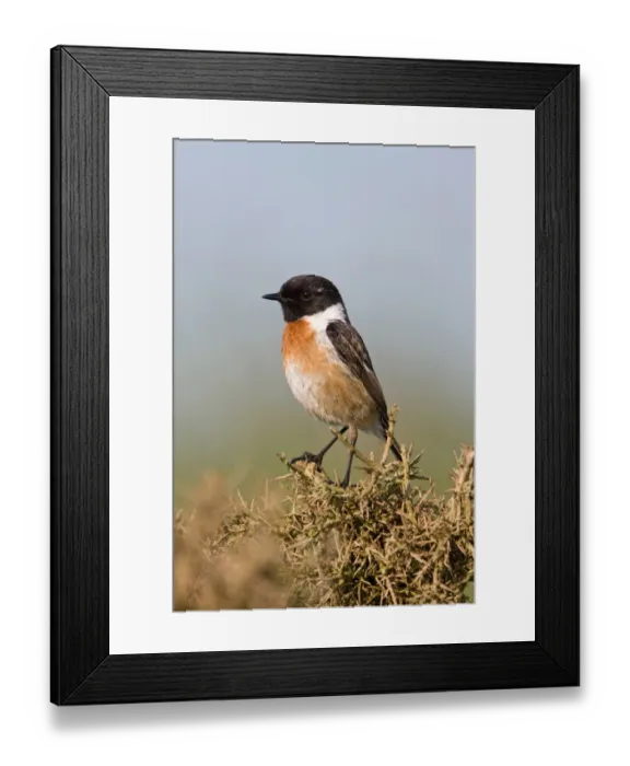 Framed Print : Common Stonechat (Saxicola torquata) adult male, summer plumage, perched on Gorse (Ulex europaeus) bush, Suffolk, England, june Framed Print : Common Stonechat (Saxicola torquata) adult male, summer plumage, perched on Gorse (Ulex europaeus) bush, Suffolk, England, june