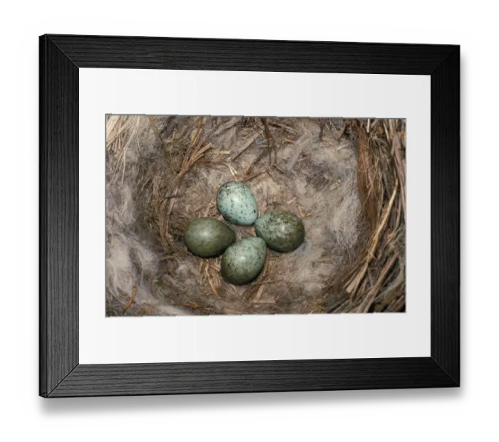 Framed Print : Carrion Crow (Corvus corone) Nest and four eggs Framed Print : Carrion Crow (Corvus corone) Nest and four eggs