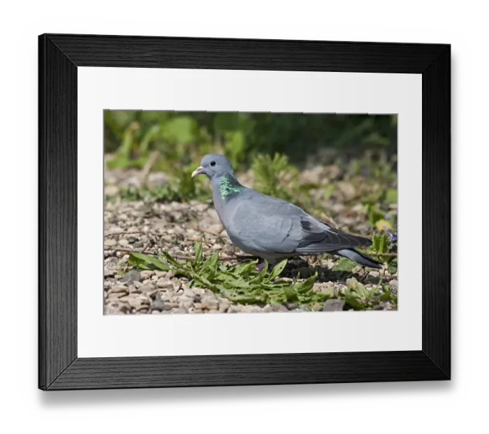 Framed Print : Stock Dove (Columba oenas) adult, foraging on gravel, Warwickshire, England, april Framed Print : Stock Dove (Columba oenas) adult, foraging on gravel, Warwickshire, England, april