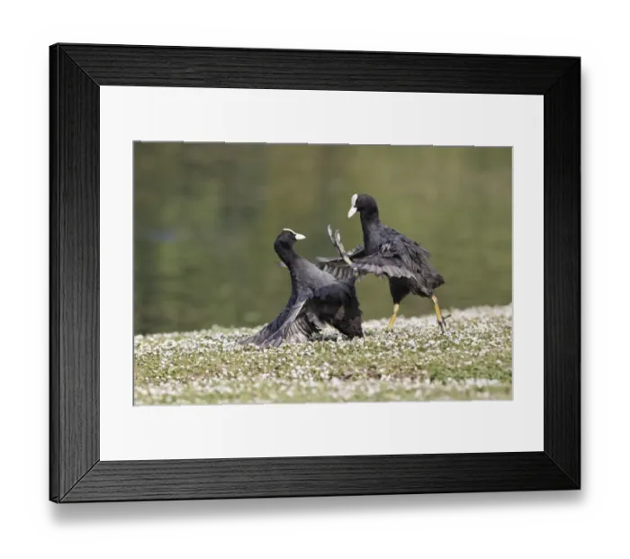 Framed Print : Common Coot (Fulica atra) two adults, fighting on bank, Midlands, England, april