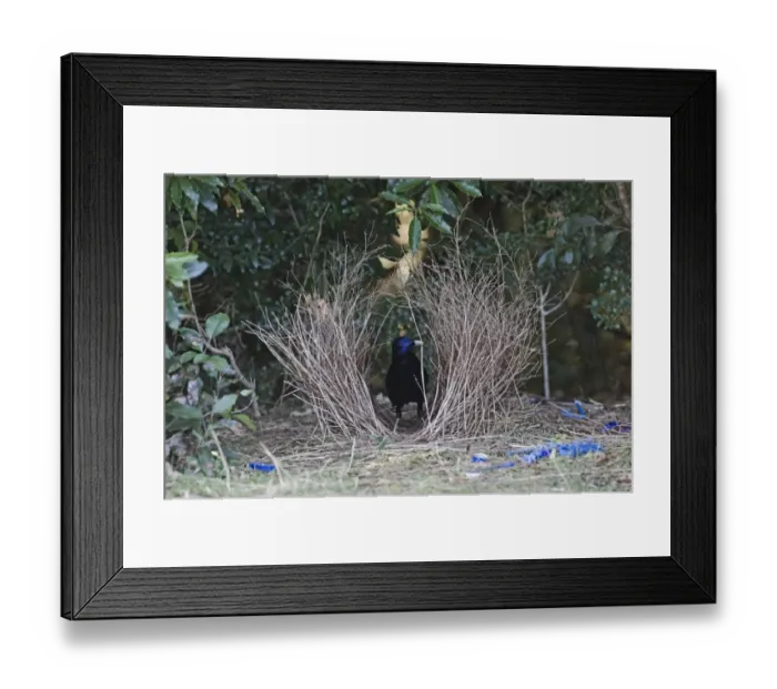 Framed Print : Satin Bowerbird (Ptilonorhynchus violaceus) adult male, building bower, Lamington N. P. Queensland, Australia Framed Print : Satin Bowerbird (Ptilonorhynchus violaceus) adult male, building bower, Lamington N. P. Queensland, Australia