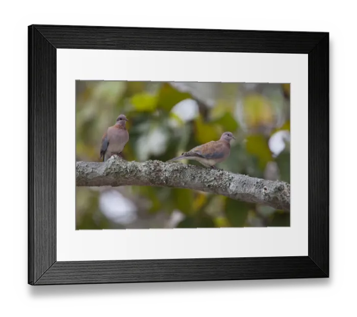 Framed Print : Laughing Dove (Streptopelia senegalensis) adult pair, perched on branch, Uganda