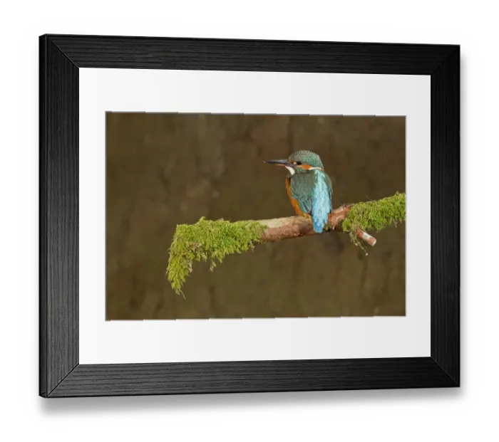 Framed Print : Common Kingfisher (Alcedo atthis) immature female, perched on mossy branch, Suffolk, England, july Framed Print : Common Kingfisher (Alcedo atthis) immature female, perched on mossy branch, Suffolk, England, july