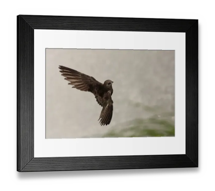 Framed Print : Great Dusky Swift (Cypseloides senex) adult, in flight, landing at waterfall, Iguazu N. P. Misiones, Argentina, november Framed Print : Great Dusky Swift (Cypseloides senex) adult, in flight, landing at waterfall, Iguazu N. P. Misiones, Argentina, november