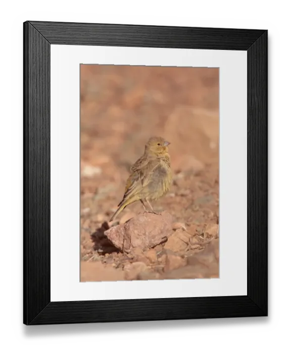 Framed Print : Greenish Yellow-finch (Sicalis olivascens olivascens) immature male, standing on stone, La Quiaca, Jujuy, Argentina, july Framed Print : Greenish Yellow-finch (Sicalis olivascens olivascens) immature male, standing on stone, La Quiaca, Jujuy, Argentina, july