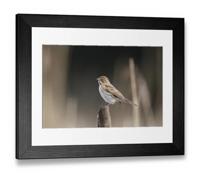 Framed Print : Reed Bunting (Emberiza schoeniclus) adult female, perched on stump, Rainham Marshes RSPB Reserve, Thames Estuary, Essex, England, january Framed Print : Reed Bunting (Emberiza schoeniclus) adult female, perched on stump, Rainham Marshes RSPB Reserve, Thames Estuary, Essex, England, january