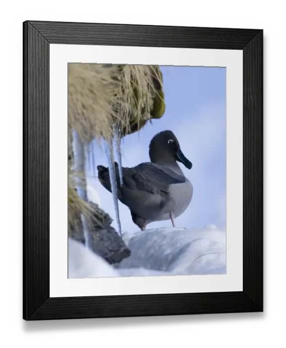 Framed Print : Light-mantled Sooty Albatross (Diomedea palpebrata) adult, courting on snow covered nest ledge, Gold Harbour, South Georgia, november