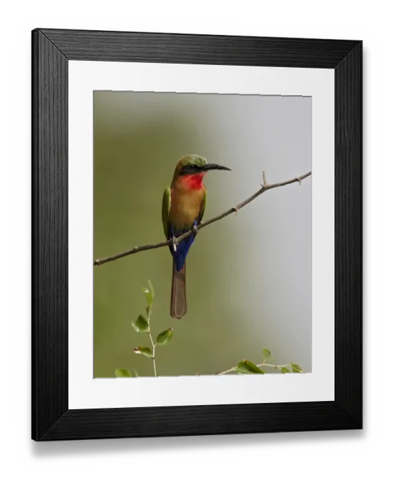 Framed Print : Red-throated Bee-eater (Merops bulocki) adult, perched on twig, Niokolo-Koba, Senegal, february Framed Print : Red-throated Bee-eater (Merops bulocki) adult, perched on twig, Niokolo-Koba, Senegal, february