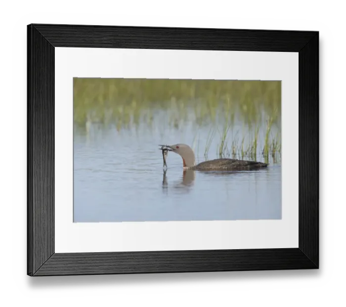 Framed Print : Red-throated Diver (Gavia stellata) adult, summer plumage, with fish in beak, swimming, Finland Framed Print : Red-throated Diver (Gavia stellata) adult, summer plumage, with fish in beak, swimming, Finland