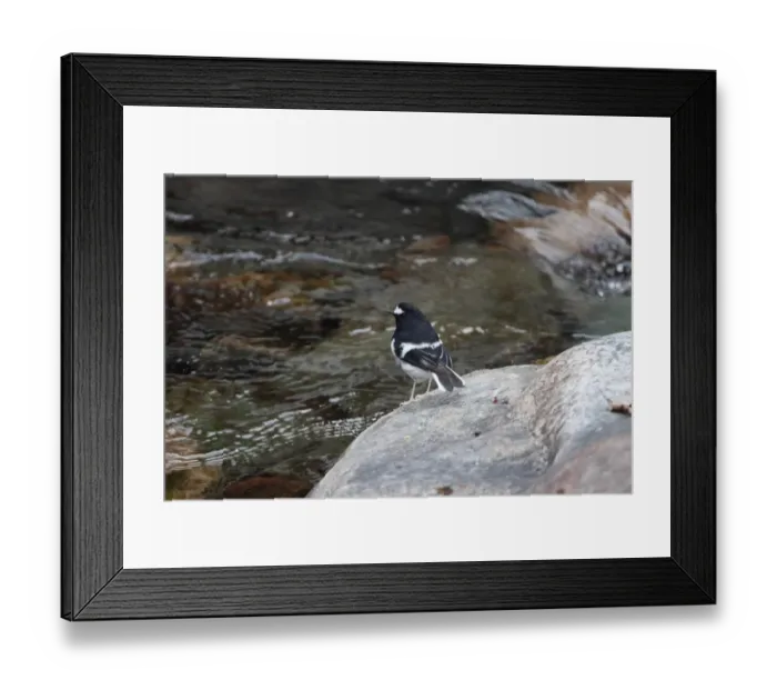 Framed Print : Little Forktail (Enicurus scouleri) adult, standing on rock at edge of river, Sattal, Uttarakhand, India, february Framed Print : Little Forktail (Enicurus scouleri) adult, standing on rock at edge of river, Sattal, Uttarakhand, India, february