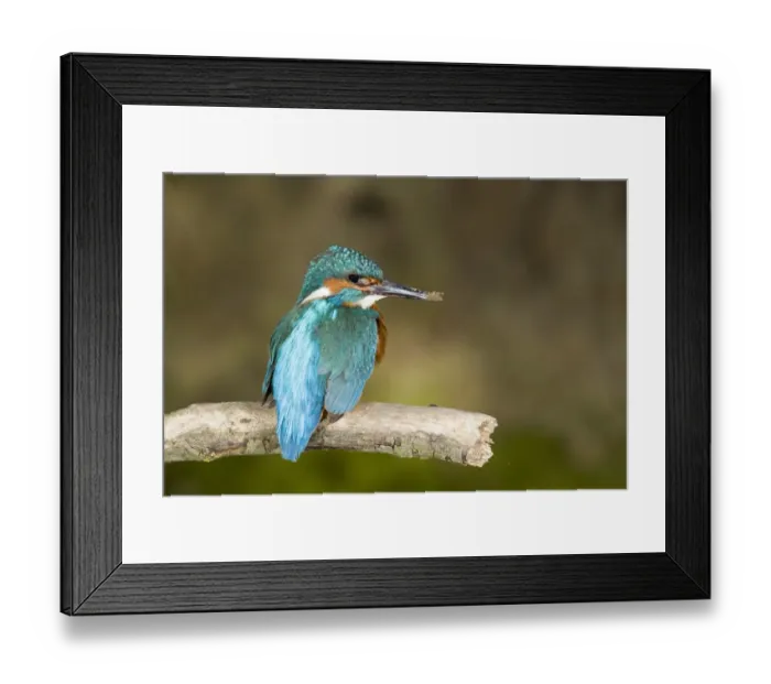 Framed Print : Common Kingfisher (Alcedo atthis) adult male, with muddy beak from nest building, Suffolk, England, may Framed Print : Common Kingfisher (Alcedo atthis) adult male, with muddy beak from nest building, Suffolk, England, may