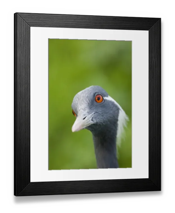 Framed Print : Demoiselle Crane (Anthropoides virgo) adult, close-up of head (captive)