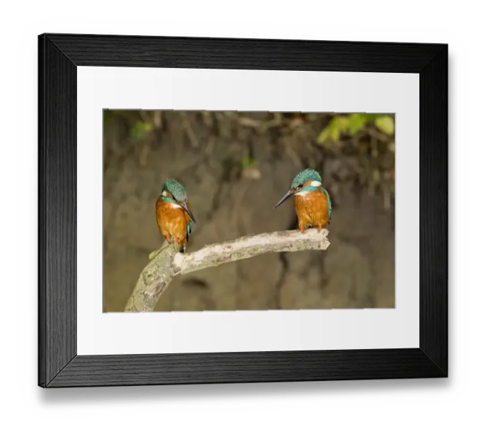 Framed Print : Common Kingfisher (Alcedo atthis) adult pair, perched on branch, Suffolk, England, may Framed Print : Common Kingfisher (Alcedo atthis) adult pair, perched on branch, Suffolk, England, may