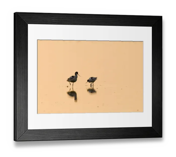 Framed Print : Eurasian Avocet (Recurvirostra avocetta) two adults, with reflection in water at dawn, Titchwell RSPB Reserve, Norfolk, England, april Framed Print : Eurasian Avocet (Recurvirostra avocetta) two adults, with reflection in water at dawn, Titchwell RSPB Reserve, Norfolk, England, april