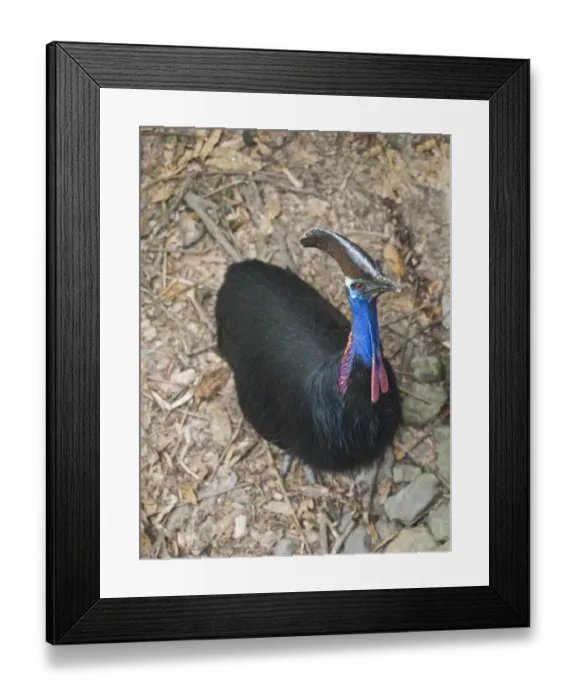 Framed Print : Southern Cassowary (Casuarius casuarius) adult, standing in rainforest, Cassowary House, Atherton Tableland, Queensland, Australia