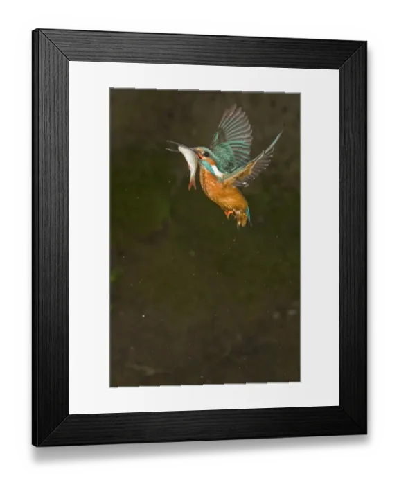 Framed Print : Common Kingfisher (Alcedo atthis) adult male, in flight, with with Rudd (Scardinius erythropthalamus) prey in beak, Suffolk, England, may