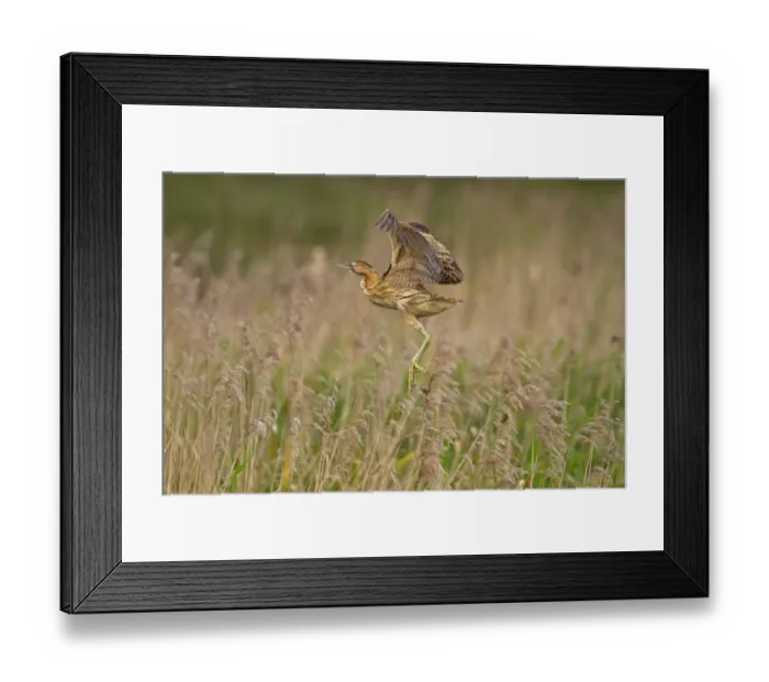 Framed Print : Great Bittern (Botaurus stellaris) adult, in flight, landing in reedbed, Titchwell RSPB Reserve, Norfolk, England, june Framed Print : Great Bittern (Botaurus stellaris) adult, in flight, landing in reedbed, Titchwell RSPB Reserve, Norfolk, England, june