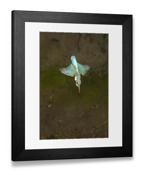 Framed Print : Common Kingfisher (Alcedo atthis) adult male, in flight, diving, Suffolk, England, may