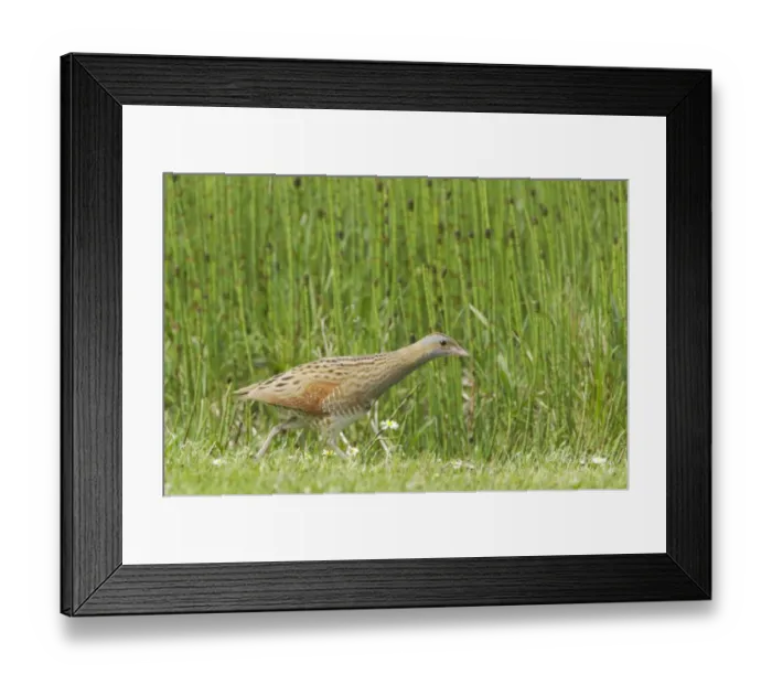 Framed Print : Corncrake (Crex crex) adult, walking across open ground, South Uist, Outer Hebrides, Scotland Framed Print : Corncrake (Crex crex) adult, walking across open ground, South Uist, Outer Hebrides, Scotland