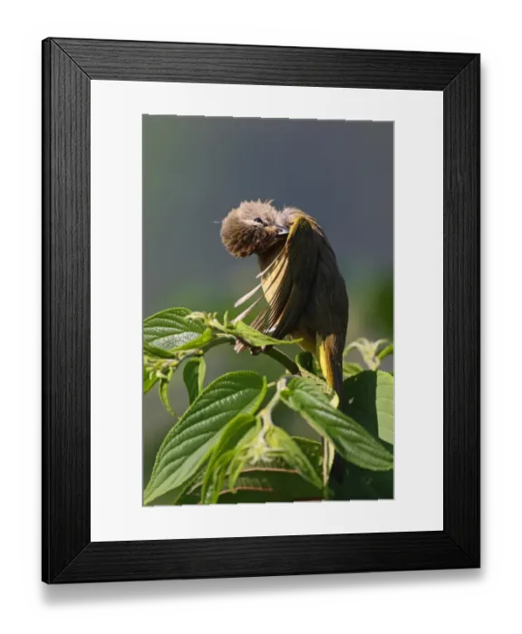 Framed Print : Flavescent Bulbul (Pycnonotus flavescens vividus) adult, preening wing, perched in bush, Kaeng Krachan N. P. Thailand, february Framed Print : Flavescent Bulbul (Pycnonotus flavescens vividus) adult, preening wing, perched in bush, Kaeng Krachan N. P. Thailand, february