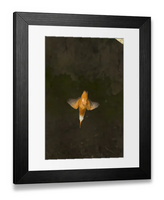 Framed Print : Common Kingfisher (Alcedo atthis) adult female, in flight, diving, Suffolk, England, may Framed Print : Common Kingfisher (Alcedo atthis) adult female, in flight, diving, Suffolk, England, may