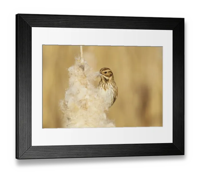 Framed Print : Reed Bunting (Emberiza schoeniclus) adult female, feeding on Reedmace (Typha sp. ) seeds in reedbed, Rainham Marshes RSPB Reserve, Thames Estuary, Essex, England, january Framed Print : Reed Bunting (Emberiza schoeniclus) adult female, feeding on Reedmace (Typha sp. ) seeds in reedbed, Rainham Marshes RSPB Reserve, Thames Estuary, Essex, England, january