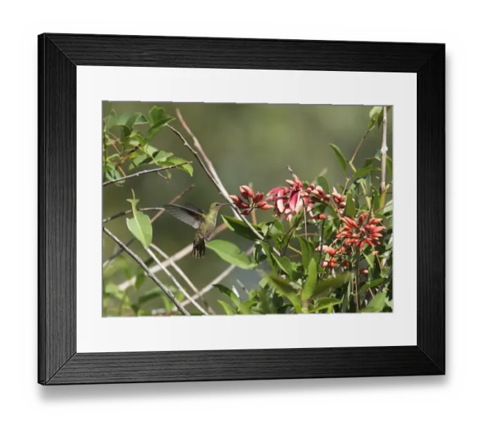 Framed Print : Gilded Sapphire (Hylocharis chrysura) adult, in flight, hovering at flowers, Ribera Norte, Buenos Aires Province, Argentina, march Framed Print : Gilded Sapphire (Hylocharis chrysura) adult, in flight, hovering at flowers, Ribera Norte, Buenos Aires Province, Argentina, march