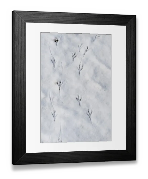 Framed Print : European Blackbird (Turdus merula) footprints on snow in garden, Norfolk, England, january