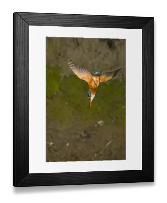 Framed Print : Common Kingfisher (Alcedo atthis) adult female, in flight, diving, Suffolk, England, may Framed Print : Common Kingfisher (Alcedo atthis) adult female, in flight, diving, Suffolk, England, may
