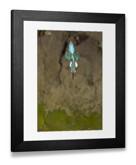 Framed Print : Common Kingfisher (Alcedo atthis) adult male, in flight, diving, Suffolk, England, may