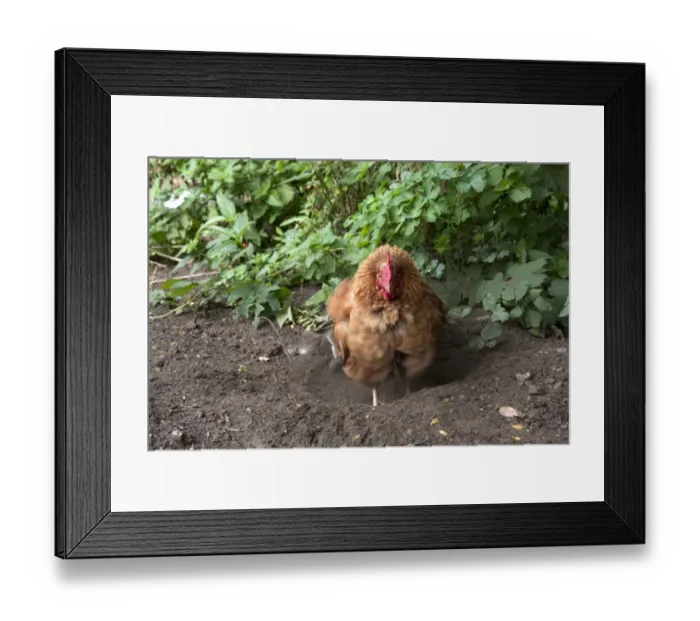 Framed Print : Domestic Chicken, Goldline hybrid hen, dust-bathing, free-range on smallholding, England, september