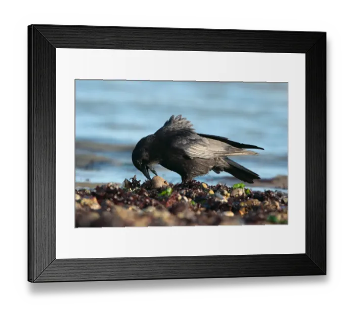 Framed Print : Carrion Crow (Corvus corone) adult, foraging on seashore at low tide, Poole Harbour, Dorset, England, february Framed Print : Carrion Crow (Corvus corone) adult, foraging on seashore at low tide, Poole Harbour, Dorset, England, february