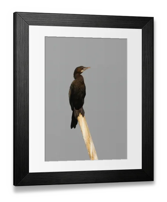 Framed Print : Little Cormorant (Phalacrocorax niger) adult, standing on post, Dibru-Saikhowa N. P. Assam, India, february Framed Print : Little Cormorant (Phalacrocorax niger) adult, standing on post, Dibru-Saikhowa N. P. Assam, India, february