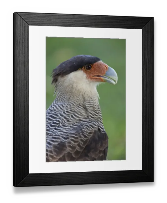 Framed Print : Southern Crested Caracara (Caracara plancus) adult, close-up off head, Pantanal, Mato Grosso, Brazil Framed Print : Southern Crested Caracara (Caracara plancus) adult, close-up off head, Pantanal, Mato Grosso, Brazil
