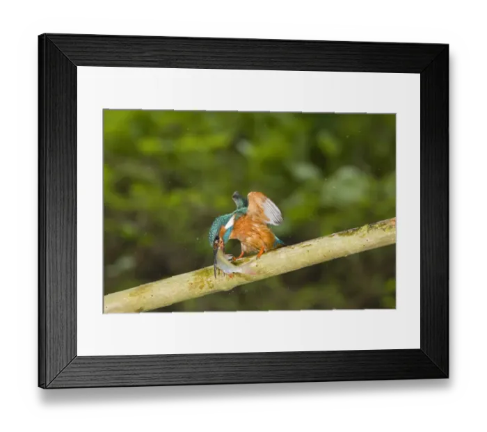 Framed Print : Common Kingfisher (Alcedo atthis) adult male, feeding hitting Rudd (Scardinius erythropthalamus) prey on branch, Suffolk, England, may Framed Print : Common Kingfisher (Alcedo atthis) adult male, feeding hitting Rudd (Scardinius erythropthalamus) prey on branch, Suffolk, England, may