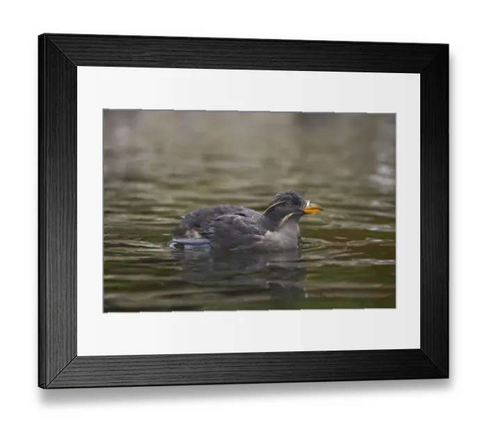 Framed Print : Rhinoceros Auklet (Cerorhinca monocerata) adult, breeding plumage, swimming, Oregon, U. S. A Framed Print : Rhinoceros Auklet (Cerorhinca monocerata) adult, breeding plumage, swimming, Oregon, U. S. A