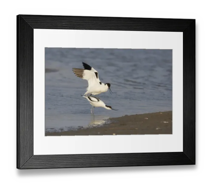 Framed Print : Eurasian Avocet (Recurvirostra avocetta) adult pair, mating in shallow water, Texel Island, Netherlands