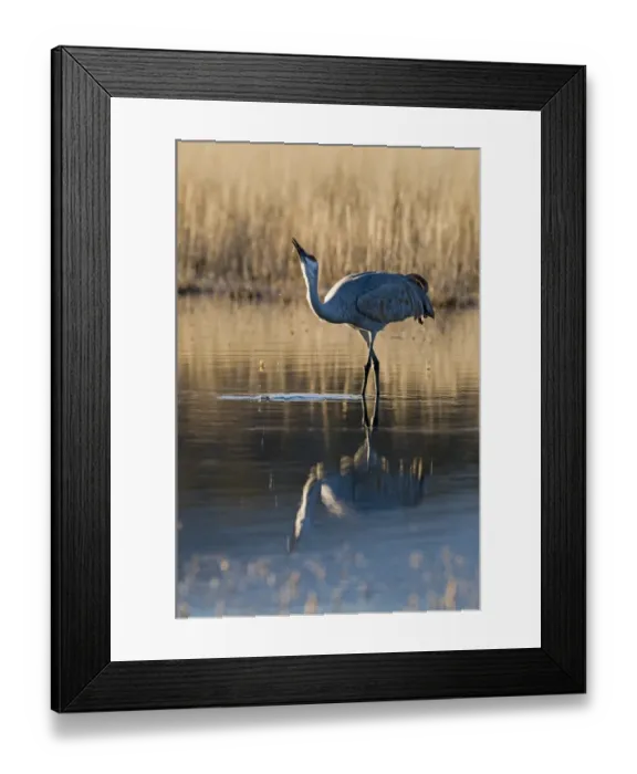 Framed Print : Sandhill Crane (Grus canadensis) adult, drinking, standing in water with reflection, Bosque del Apache National Wildlife Refuge, New Mexico, U. S. A. january Framed Print : Sandhill Crane (Grus canadensis) adult, drinking, standing in water with reflection, Bosque del Apache National Wildlife Refuge, New Mexico, U. S. A. january