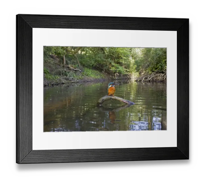 Framed Print : Common Kingfisher (Alcedo atthis) adult male, perched on fallen branch in river habitat, River Alde, Rendham, Suffolk, England, may Framed Print : Common Kingfisher (Alcedo atthis) adult male, perched on fallen branch in river habitat, River Alde, Rendham, Suffolk, England, may