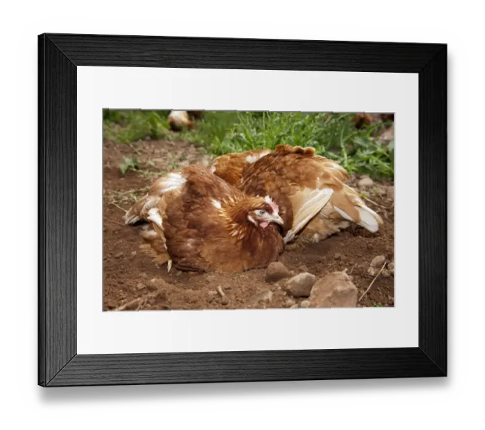 Framed Print : Domestic Chicken, free-range hens, dust bathing, Cumbria, England, june Framed Print : Domestic Chicken, free-range hens, dust bathing, Cumbria, England, june