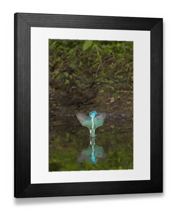Framed Print : Common Kingfisher (Alcedo atthis) adult, in flight, diving into water with reflection, Suffolk, England, may Framed Print : Common Kingfisher (Alcedo atthis) adult, in flight, diving into water with reflection, Suffolk, England, may
