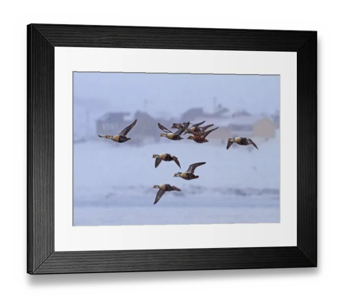 Framed Print : King Eider (Somateria spectabilis) adult males and female, wintering flock, in flight during snowfall, Northern Norway, march Framed Print : King Eider (Somateria spectabilis) adult males and female, wintering flock, in flight during snowfall, Northern Norway, march