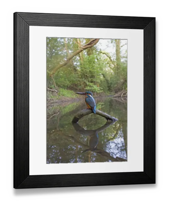 Framed Print : Common Kingfisher (Alcedo atthis) adult male, feeding, with with Three-spined Stickleback (Gasterosteus aculeatus) prey in beak, perched on fallen branch in river habitat, River Alde, Rendham, Suffolk, England, may Framed Print : Common Kingfisher (Alcedo atthis) adult male, feeding, with with Three-spined Stickleback (Gasterosteus aculeatus) prey in beak, perched on fallen branch in river habitat, River Alde, Rendham, Suffolk, England, may