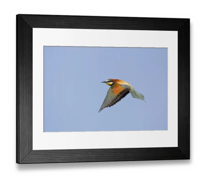 Framed Print : European Bee-eater (Merops apiaster) adult, in flight, Bulgaria, may Framed Print : European Bee-eater (Merops apiaster) adult, in flight, Bulgaria, may