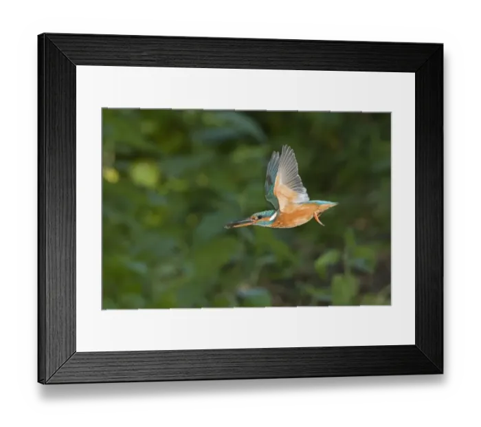 Framed Print : Common Kingfisher (Alcedo atthis) adult female, in flight, with Three-spined Stickleback (Gasterosteus aculeatus) prey in beak, Suffolk, England, may Framed Print : Common Kingfisher (Alcedo atthis) adult female, in flight, with Three-spined Stickleback (Gasterosteus aculeatus) prey in beak, Suffolk, England, may