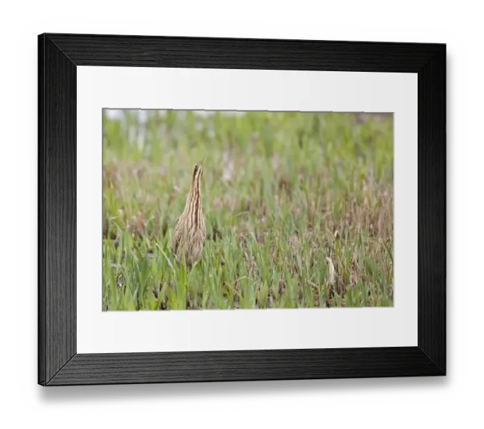 Framed Print : Great Bittern (Botaurus stellaris) adult, standing amongst fresh reedbed growth, Minsmere RSPB Reserve, Suffolk, England, april Framed Print : Great Bittern (Botaurus stellaris) adult, standing amongst fresh reedbed growth, Minsmere RSPB Reserve, Suffolk, England, april
