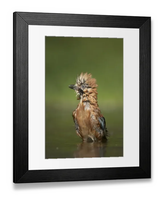 Framed Print : Eurasian Jay (Garrulus glandarius) adult, bathing in forest pool, Hungary Framed Print : Eurasian Jay (Garrulus glandarius) adult, bathing in forest pool, Hungary